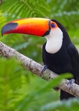 Toucan