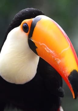 Toucan