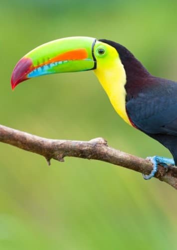 Toucan