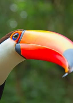 Toucan
