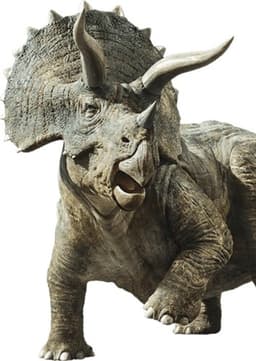 Triceratops