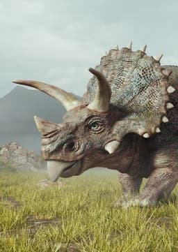 Triceratops