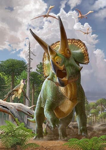 Triceratops