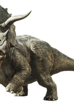 Triceratops