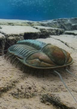 Trilobites