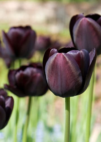 Tulip (Black)