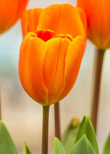 Tulip (Orange)