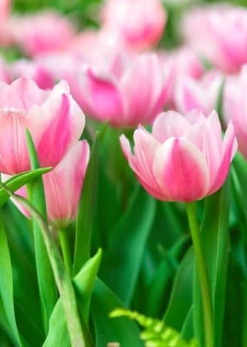 Tulip (Pink)