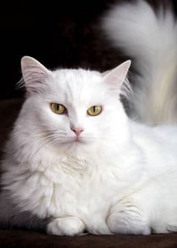 Turkish Angora