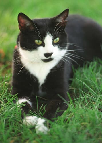 Tuxedo Cat