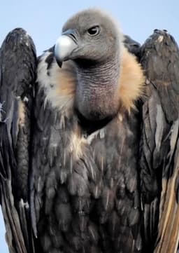 Tuzzy The Vulture
