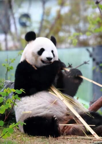 Ueno Zoological Gardens