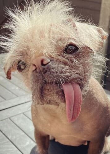 Ugly Cute Characters