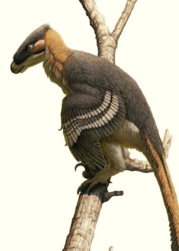 Vectiraptor