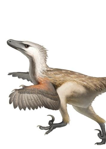 Velociraptor