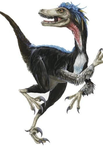 Velociraptor