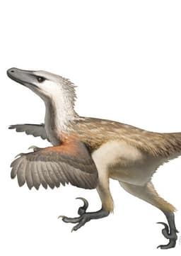 Velociraptor