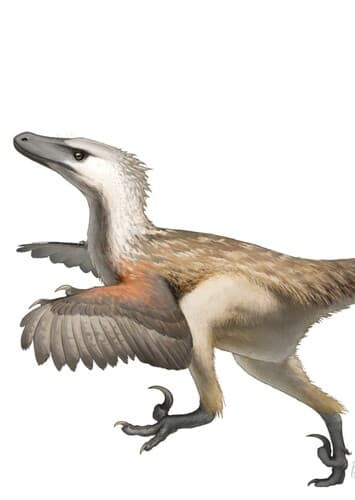 Velociraptor