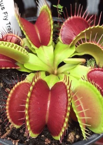 Venus Flytrap