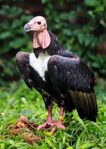 Vulture