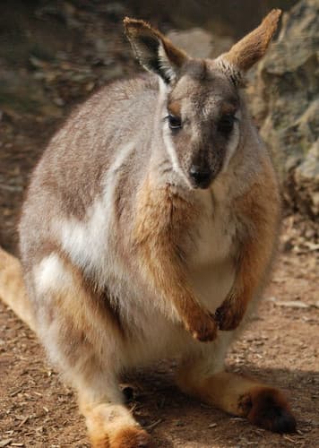 Wallaby
