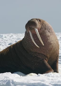 Walrus
