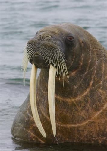 Walrus