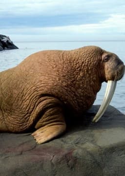 Walrus