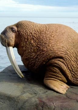 Walrus