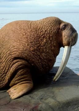 Walrus