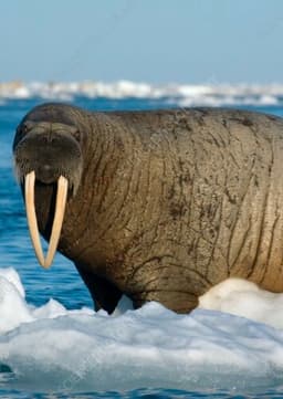 Walrus