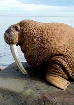 Walrus
