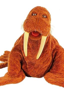 Walrus