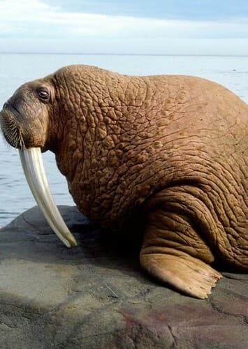 Walrus
