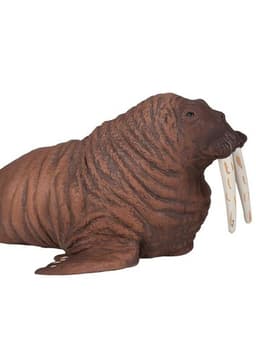 Walrus