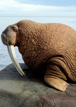 Walrus