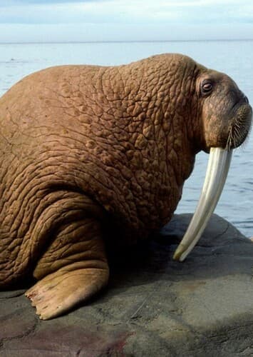 Walrus
