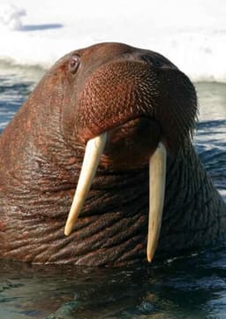 Walrus