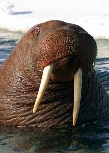 Walrus