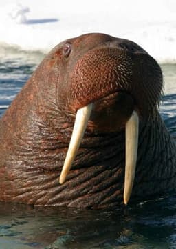 Walrus
