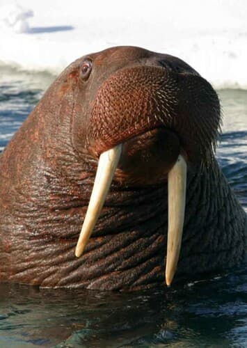 Walrus