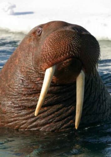 Walrus