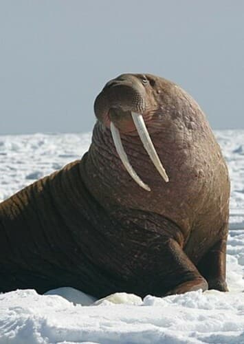 Walrus