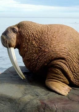 Walrus