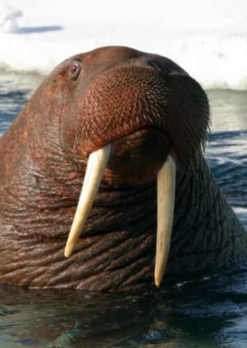 Walrus