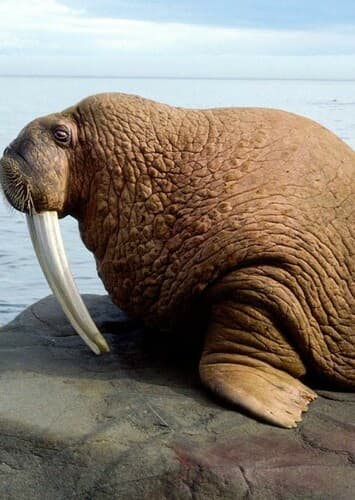 Walrus