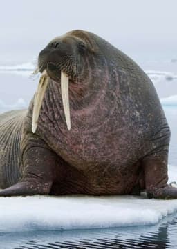 Walrus