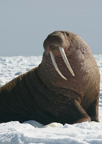 Walrus