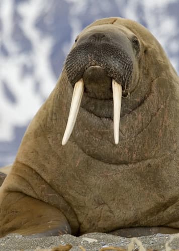 Walrus