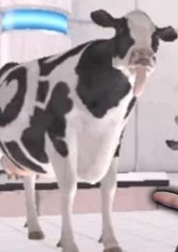 Walter, A Cow